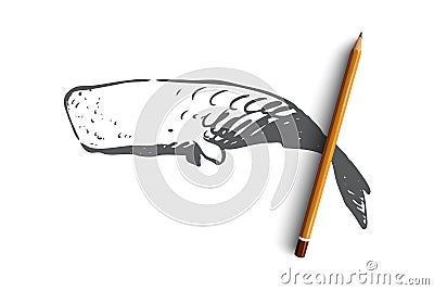 Sperm whale, ocean, wildlife, marine, cachalot concept. Hand drawn isolated vector. Vector Illustration