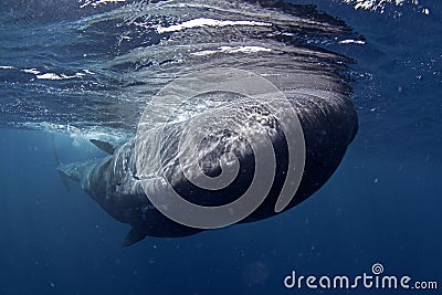 Sperm whale, physeter macrocephalous Editorial Stock Photo