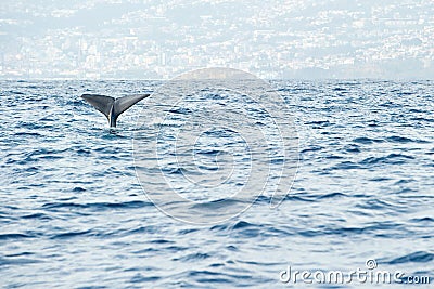 Sperm whale preparing for a deep dive Stock Photo