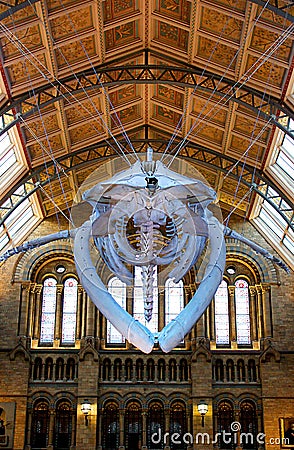 Sperm whale skeleton in Natural History Museum in London Editorial Stock Photo