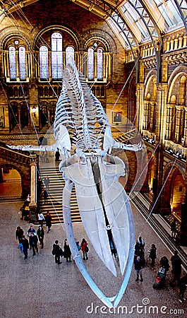 Sperm whale skeleton at National History Museum in London Editorial Stock Photo