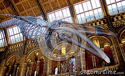 Sperm whale skeleton in Natural History Museum of London Editorial Stock Photo