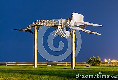 Sperm whale skeleton statue Editorial Stock Photo