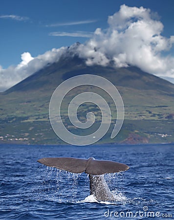 Sperm whale in front of volcano Stock Photo