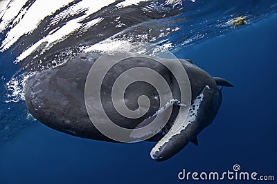 sperm whale, cachalot, physeter macrocephalus Stock Photo