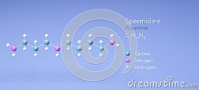 spermidine molecule, molecular structures, polyamine, 3d model, Structural Chemical Formula and Atoms with Color Coding Stock Photo