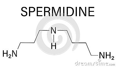 Spermidine polyamine compound molecule. Skeletal formula. Chemical structure Vector Illustration