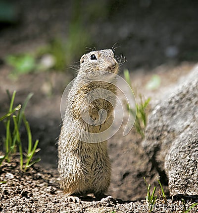 Spermophilus Stock Photo