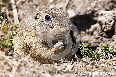 Spermophilus citellus Stock Photo