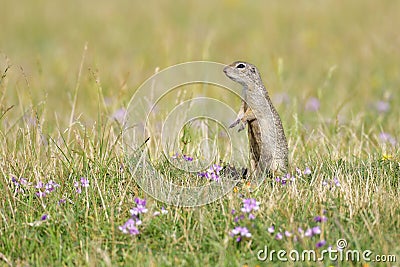 Spermophilus or Citellus Stock Photo