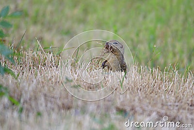 Spermophilus or Citellus Stock Photo