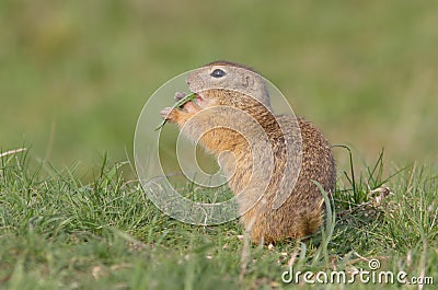 Spermophilus citellus Stock Photo