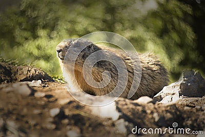 Spermophilus citellus Stock Photo