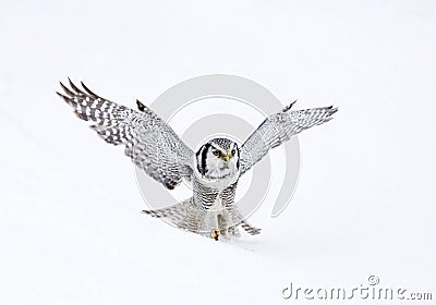 Sperweruil; Northern Hawk Owl; Surnia ulula Stock Photo