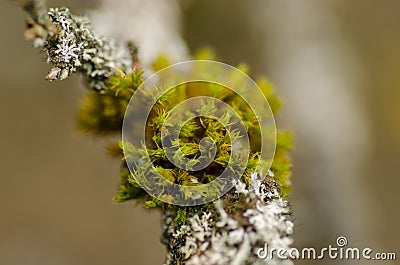 Sphagnum and lichens on bark Stock Photo