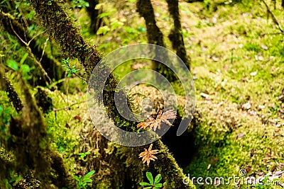 Sphagnum moss in Ang Ka Luang Nature Trail Stock Photo