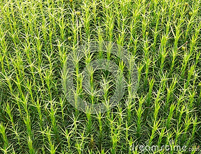 Sphagnum moss background Stock Photo