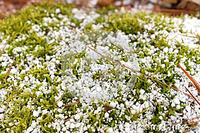 Sphagnum Moss Covered in a Fresh Layer of Graupel Snow in Spring Stock Photo