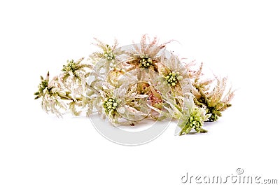 Sphagnum moss Stock Photo