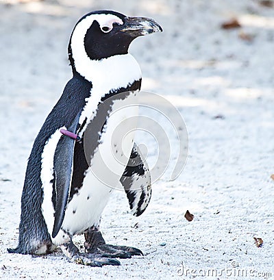 Spheniscus demersus Stock Photo