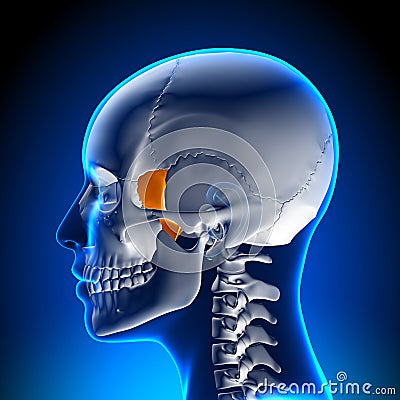 Sphenoid bone - Skull / Cranium Anatomy Stock Photo