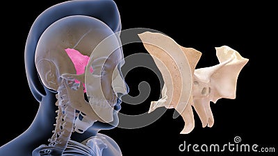 Human Skeleton Skull Bone - Sphenoid Bone Stock Photo