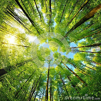 Spheric panorama in a forest, magnificent upwards view to the treetops Stock Photo