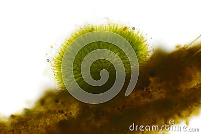 Spherical colony of cyanobacteria Gleotrichia, blue-green algae Stock Photo