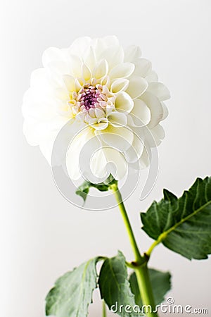 Spherical dahlia flower Stock Photo