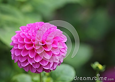 Spherical pink dahlia Stock Photo