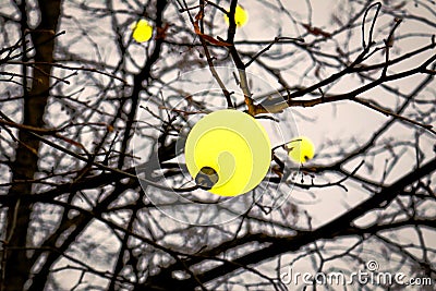 Spherical yellow lamp bulb hanging on tree branch on leafless tree and evening sky background Stock Photo