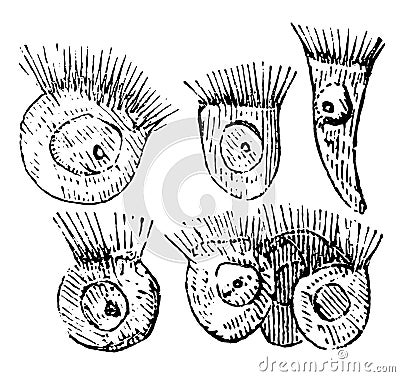 Spheroidal Ciliated Cells from a Frog, vintage illustration Vector Illustration