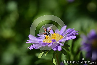 Sphex funerarius, Digger Wasp pollinating a China Aster flower close up photo. Stock Photo