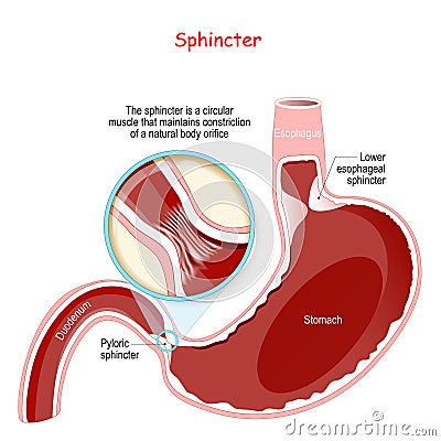 Close-up of Pyloric sphincter. human stomach with Oesophagus and Duodenum Vector Illustration