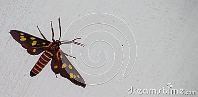 Hawk moths Insect on a rough Wall Stock Photo