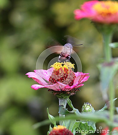 Sphingidae, known as bee Hawk-moth, enjoying the nectar of a gerbera. Hummingbird moth. Calibri moth. Stock Photo