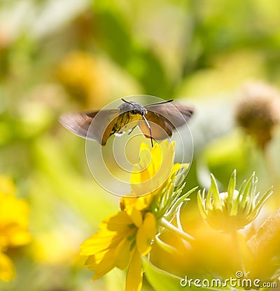 Sphingidae, known as bee Hawk-moth, enjoying the nectar of a yellow flower. Stock Photo
