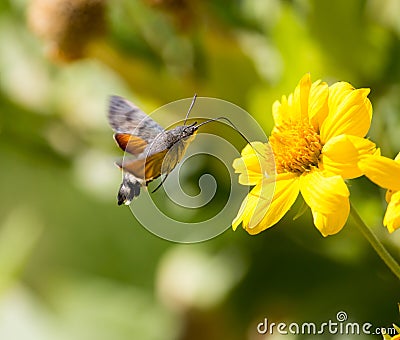 Sphingidae, known as bee Hawk-moth, enjoying the nectar of a yellow flower. Stock Photo