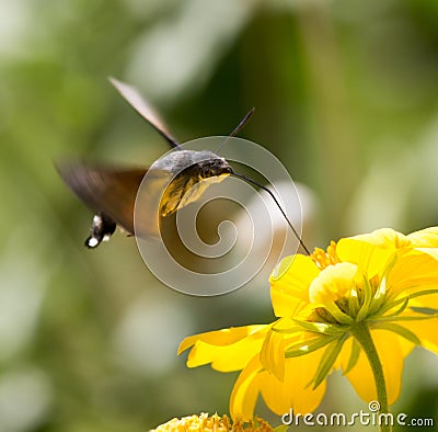 Sphingidae, known as bee Hawk-moth, enjoying the nectar of a yellow flower. Hummingbird moth. Calibri moth. Stock Photo