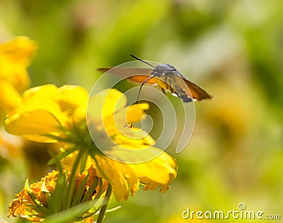 Sphingidae, known as bee Hawk-moth, enjoying the nectar of a yellow flower. Hummingbird moth. Calibri moth. Stock Photo