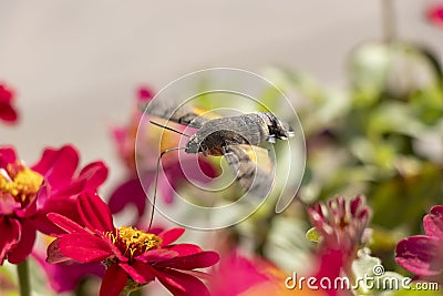 Sphingidae, known as the bee hawk moth, feeds on nectar from a red flower. The hummingbird moth Stock Photo