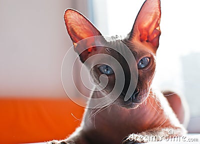 Sphinx cat Vector Illustration