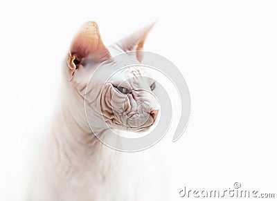 Sphinx cat emotional portrait Stock Photo