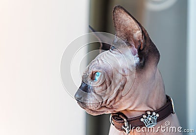 Sphinx kitten portrait Stock Photo