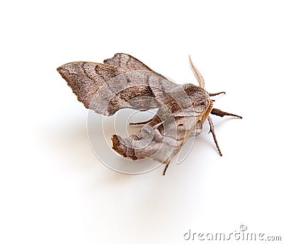 Sphinx Moth Stock Photo