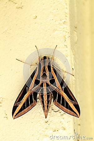 Sphinx moth Sphingidae with large wings Stock Photo