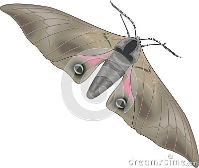 Sphinx Moth Vector Illustration Vector Illustration