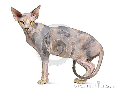 Sphynx cat, 1 year old Stock Photo