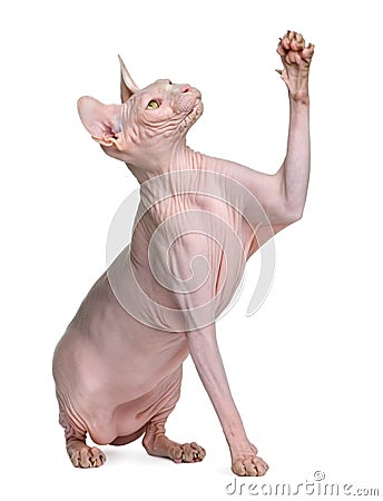 Sphynx cat, 1 year old Stock Photo