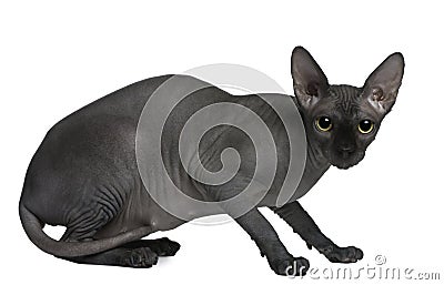 Sphynx cat, 14 months old, sitting Stock Photo